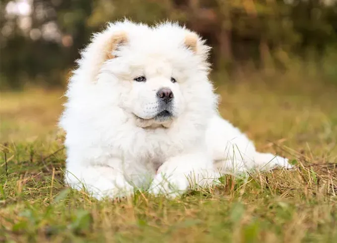 chinese dog breeds chow chow' fetchpriority='auto' title='12 Chinese Dog Breeds That Are Some of the Oldest and Rarest Breeds on Earth