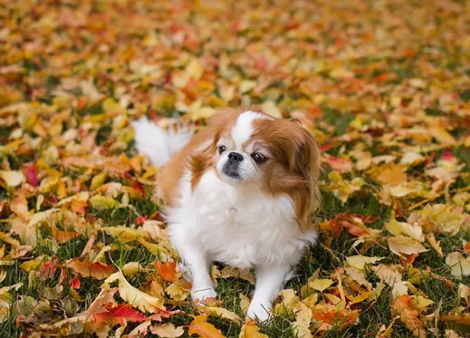 chinese dog breeds japanese chin' fetchpriority='auto' title='12 Chinese Dog Breeds That Are Some of the Oldest and Rarest Breeds on Earth