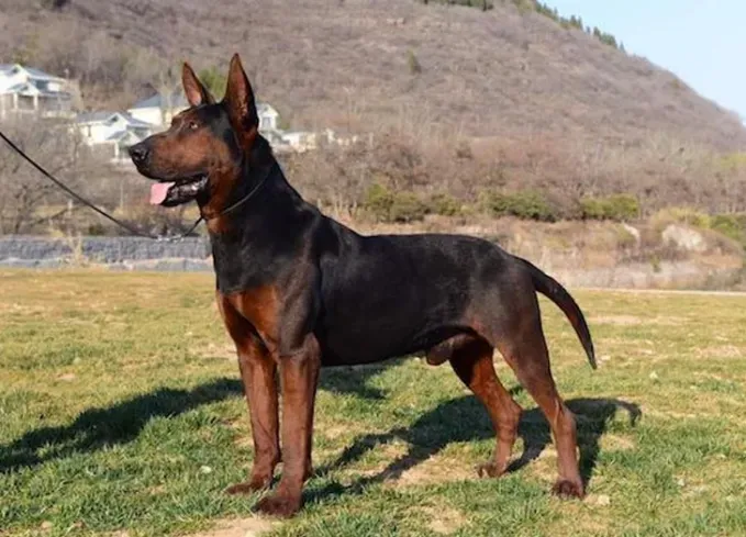 chinese dog breeds laizhou hong' fetchpriority='auto' title='12 Chinese Dog Breeds That Are Some of the Oldest and Rarest Breeds on Earth