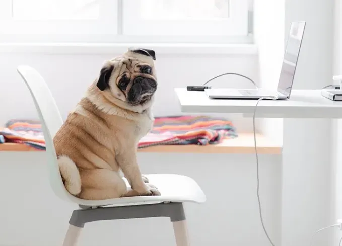 chinese dog breeds pug' fetchpriority='auto' title='12 Chinese Dog Breeds That Are Some of the Oldest and Rarest Breeds on Earth