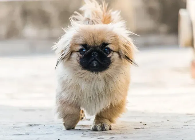 chinese dog breeds pekingese' fetchpriority='auto' title='12 Chinese Dog Breeds That Are Some of the Oldest and Rarest Breeds on Earth