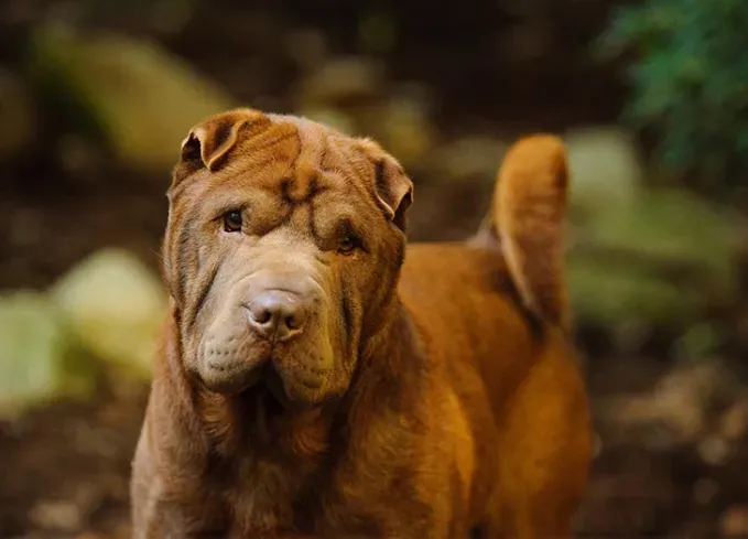 chinese dog breeds shar pei' fetchpriority='auto' title='12 Chinese Dog Breeds That Are Some of the Oldest and Rarest Breeds on Earth