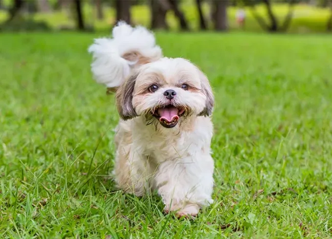 chinese dog breeds shih tzu' fetchpriority='auto' title='12 Chinese Dog Breeds That Are Some of the Oldest and Rarest Breeds on Earth