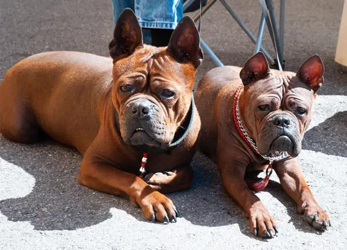 chinese dog breeds chinese chongqing' fetchpriority='auto' title='12 Chinese Dog Breeds That Are Some of the Oldest and Rarest Breeds on Earth