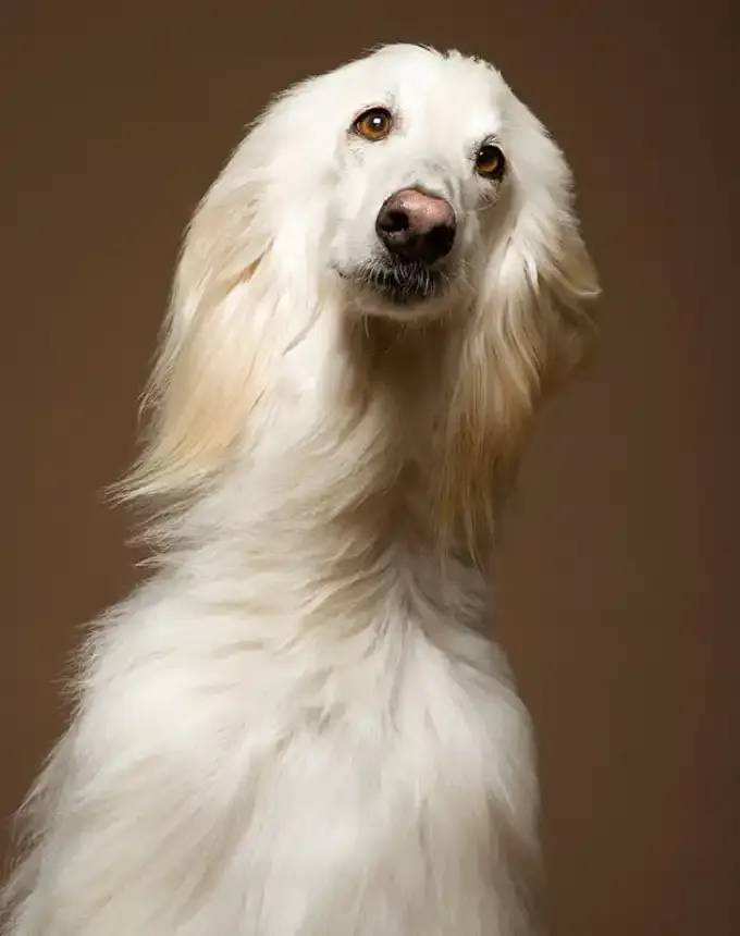 hound dog breeds afghan hound' fetchpriority='auto' title='32 Hound Dog Breeds to Love According to the AKC a Dog Trainer and Me a Childhood Hound Sibling