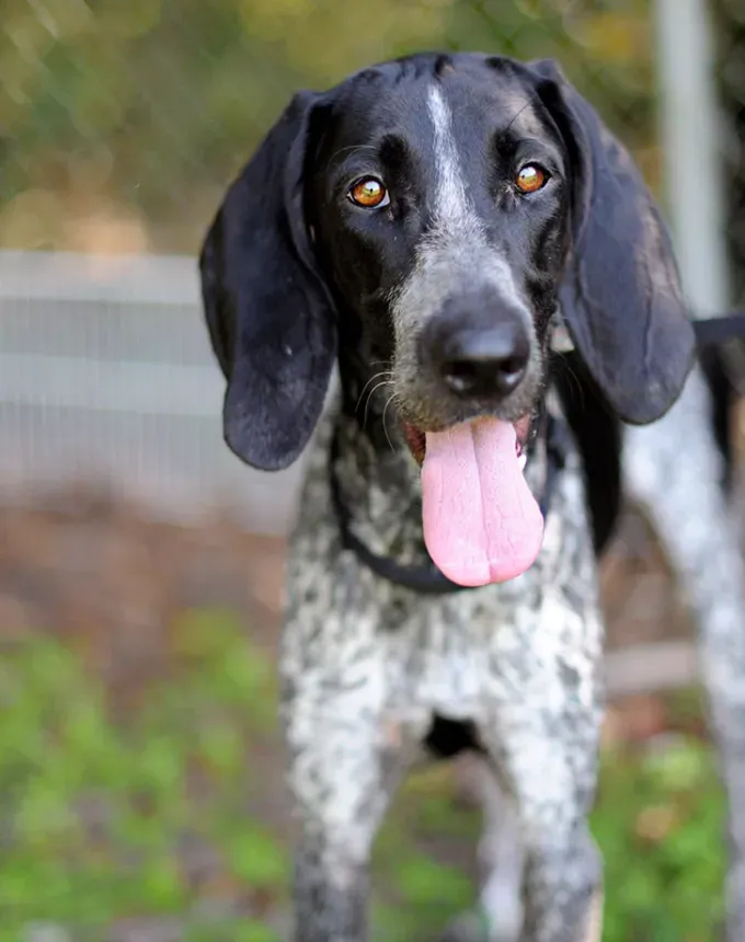 hound dog breeds bluetick coonhound' fetchpriority='auto' title='32 Hound Dog Breeds to Love According to the AKC a Dog Trainer and Me a Childhood Hound Sibling