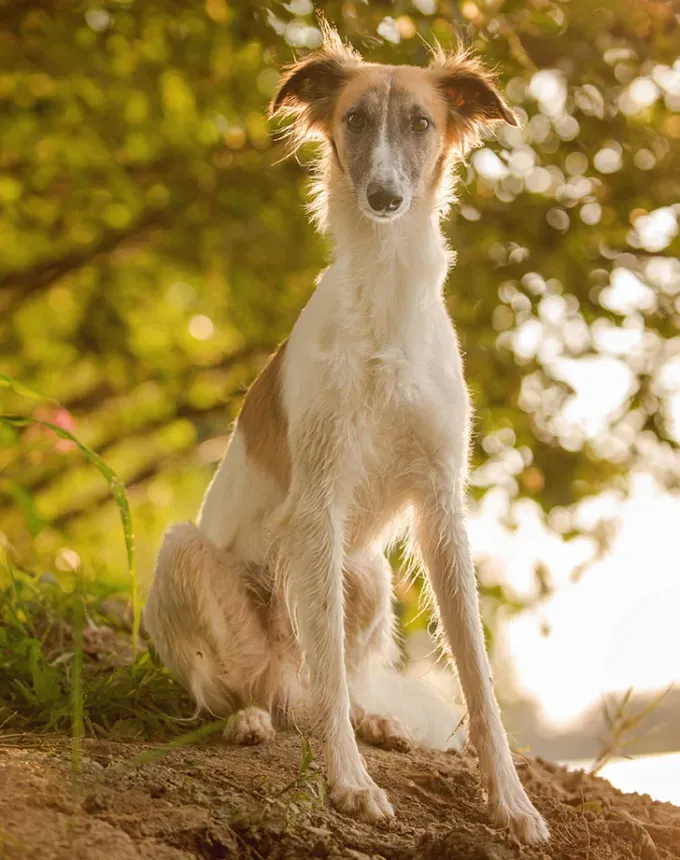 hound dog breeds borzoi' fetchpriority='auto' title='32 Hound Dog Breeds to Love According to the AKC a Dog Trainer and Me a Childhood Hound Sibling