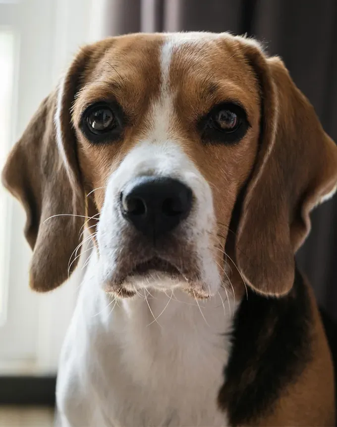 hound dog breeds english foxhound' fetchpriority='auto' title='32 Hound Dog Breeds to Love According to the AKC a Dog Trainer and Me a Childhood Hound Sibling