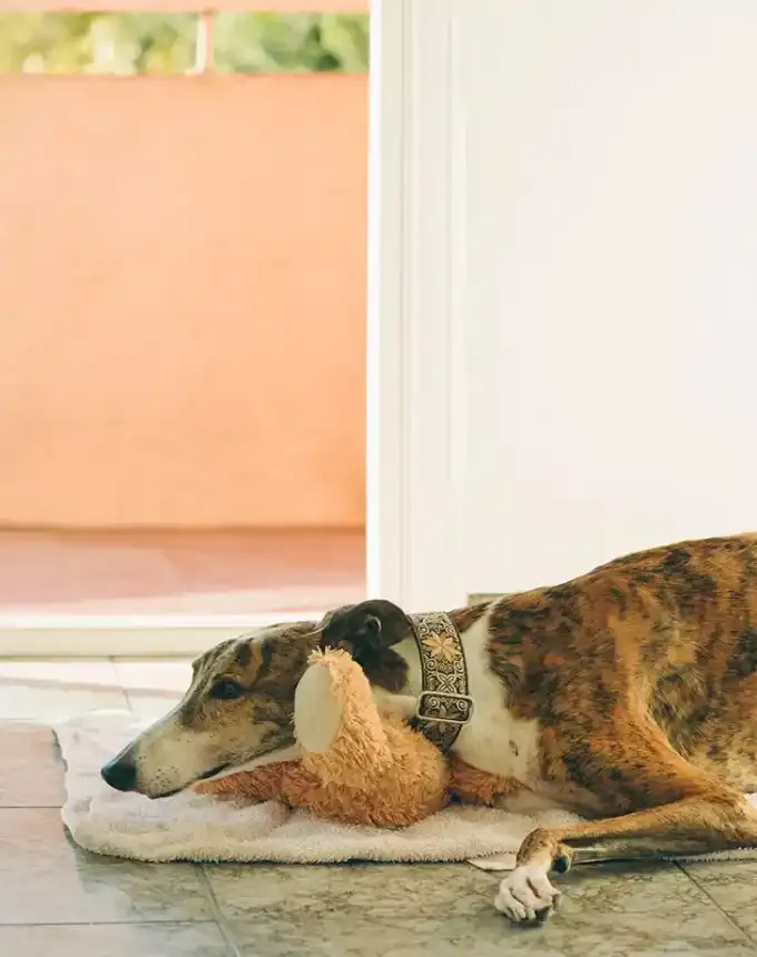 hound dog breeds greyhound' fetchpriority='auto' title='32 Hound Dog Breeds to Love According to the AKC a Dog Trainer and Me a Childhood Hound Sibling