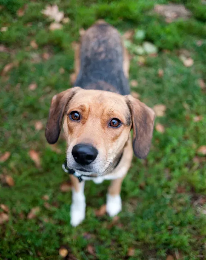 hound dog breeds harrier' fetchpriority='auto' title='32 Hound Dog Breeds to Love According to the AKC a Dog Trainer and Me a Childhood Hound Sibling