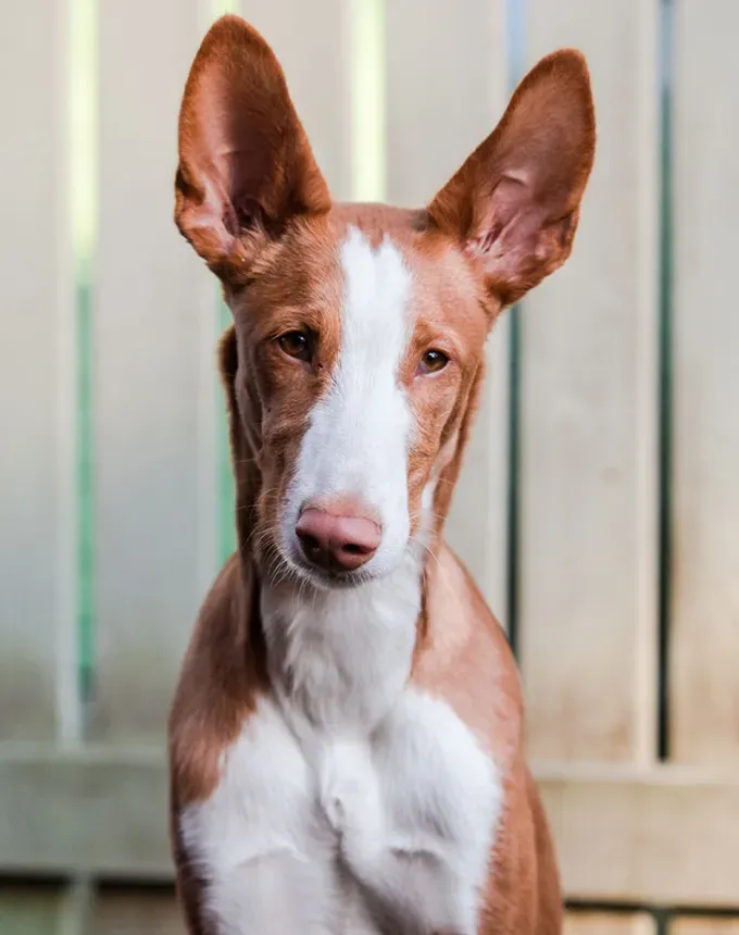 hound dog breeds ibizan hound' fetchpriority='auto' title='32 Hound Dog Breeds to Love According to the AKC a Dog Trainer and Me a Childhood Hound Sibling