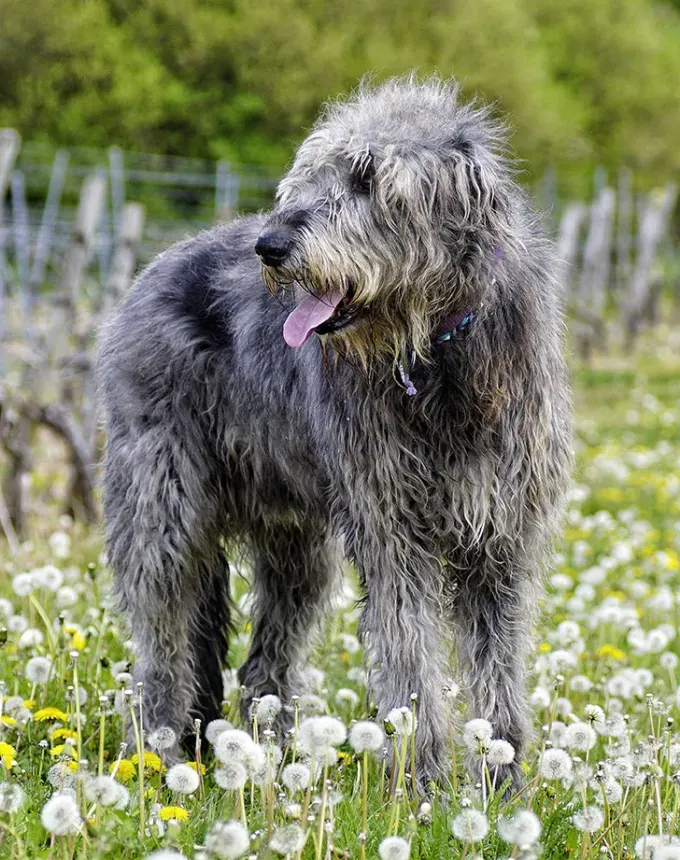 hound dog breeds irish wolfhound' fetchpriority='auto' title='32 Hound Dog Breeds to Love According to the AKC a Dog Trainer and Me a Childhood Hound Sibling
