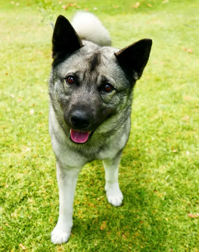 hound dog breeds norwegian elkhound' fetchpriority='auto' title='32 Hound Dog Breeds to Love According to the AKC a Dog Trainer and Me a Childhood Hound Sibling