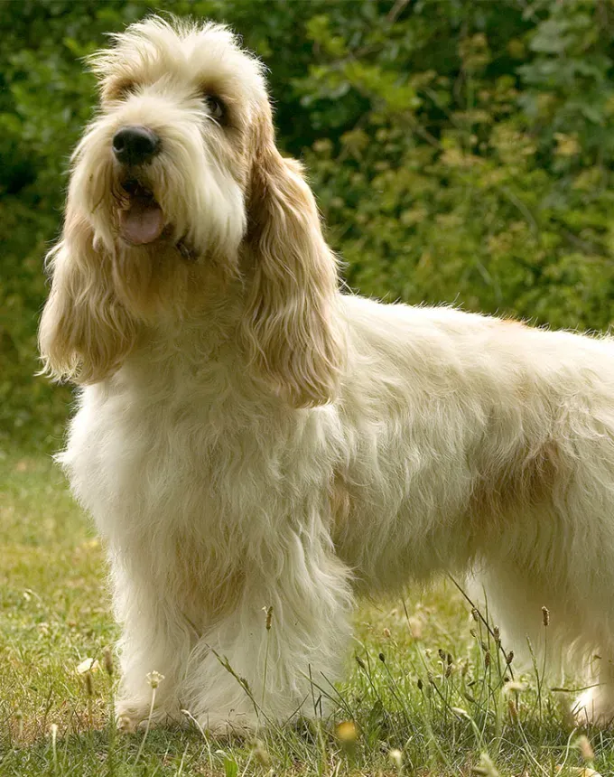 hound dog breeds petit basset griffon vendeen' fetchpriority='auto' title='32 Hound Dog Breeds to Love According to the AKC a Dog Trainer and Me a Childhood Hound Sibling