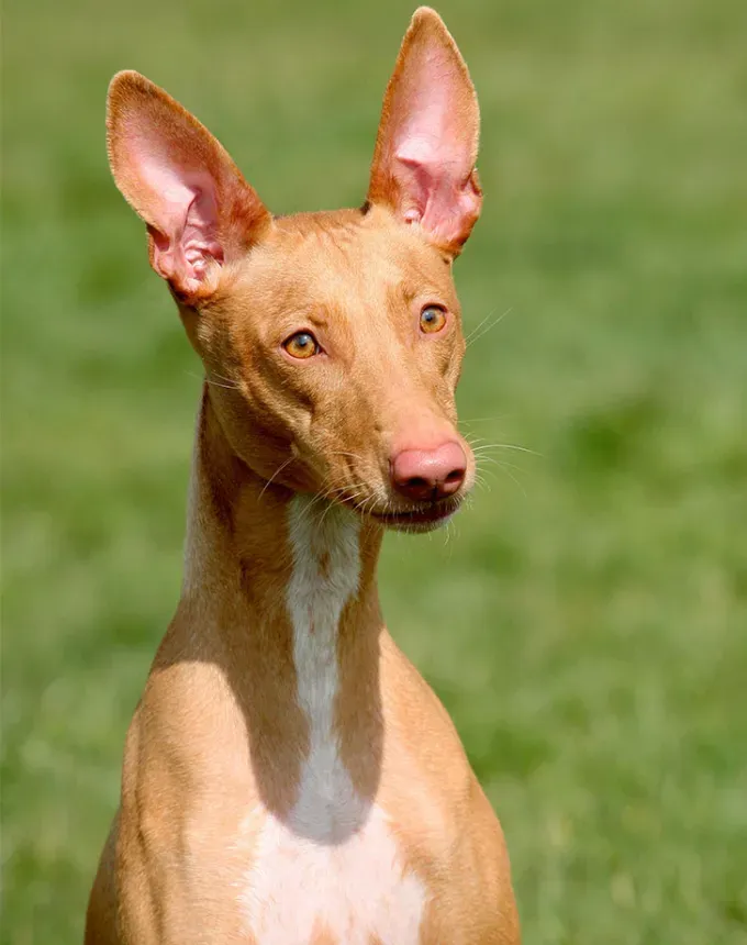 hound dog breeds pharaoh hound' fetchpriority='auto' title='32 Hound Dog Breeds to Love According to the AKC a Dog Trainer and Me a Childhood Hound Sibling