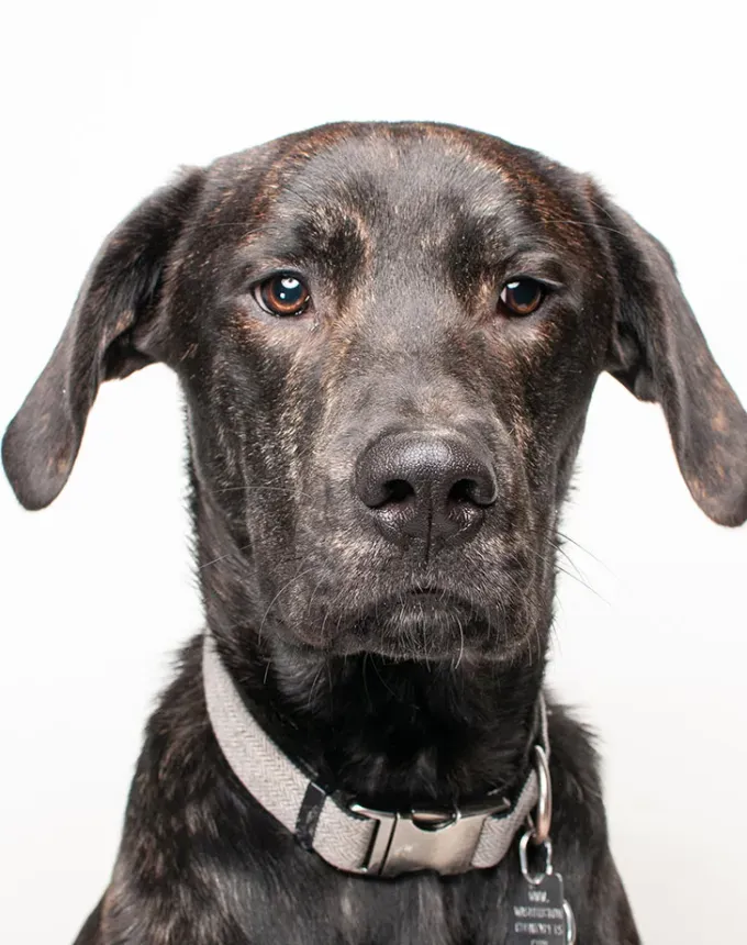 hound dog breeds plott hound' fetchpriority='auto' title='32 Hound Dog Breeds to Love According to the AKC a Dog Trainer and Me a Childhood Hound Sibling