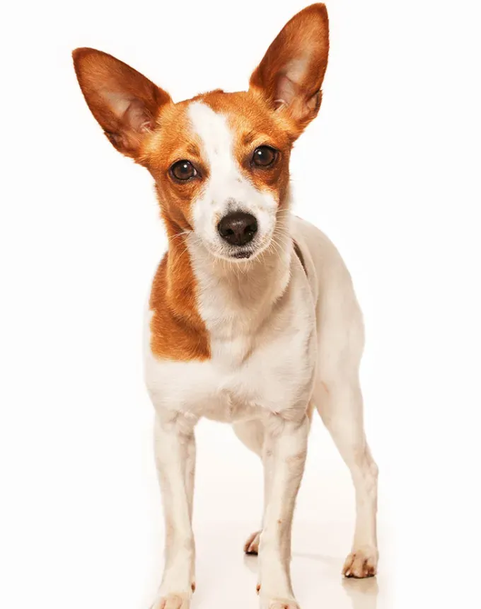 hound dog breeds portuguese podengo pequeno' fetchpriority='auto' title='32 Hound Dog Breeds to Love According to the AKC a Dog Trainer and Me a Childhood Hound Sibling