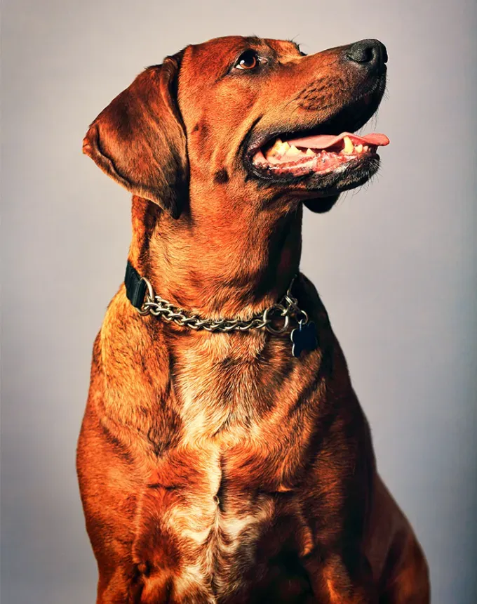 hound dog breeds redbone coonhound' fetchpriority='auto' title='32 Hound Dog Breeds to Love According to the AKC a Dog Trainer and Me a Childhood Hound Sibling