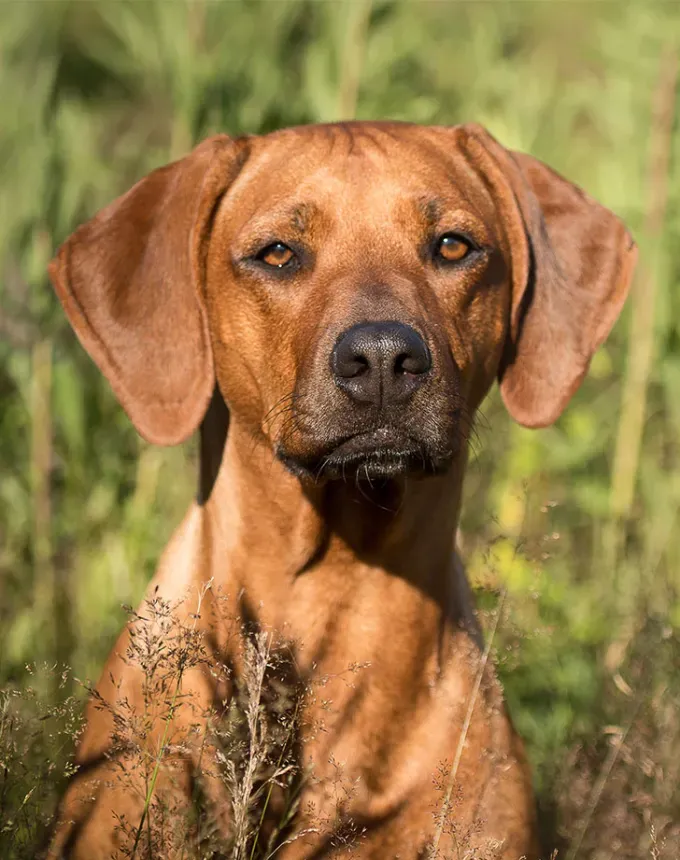 hound dog breeds rhodesian ridgeback' fetchpriority='auto' title='32 Hound Dog Breeds to Love According to the AKC a Dog Trainer and Me a Childhood Hound Sibling
