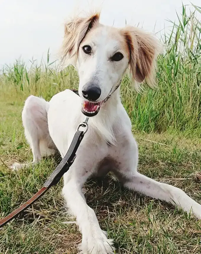 hound dog breeds saluki' fetchpriority='auto' title='32 Hound Dog Breeds to Love According to the AKC a Dog Trainer and Me a Childhood Hound Sibling