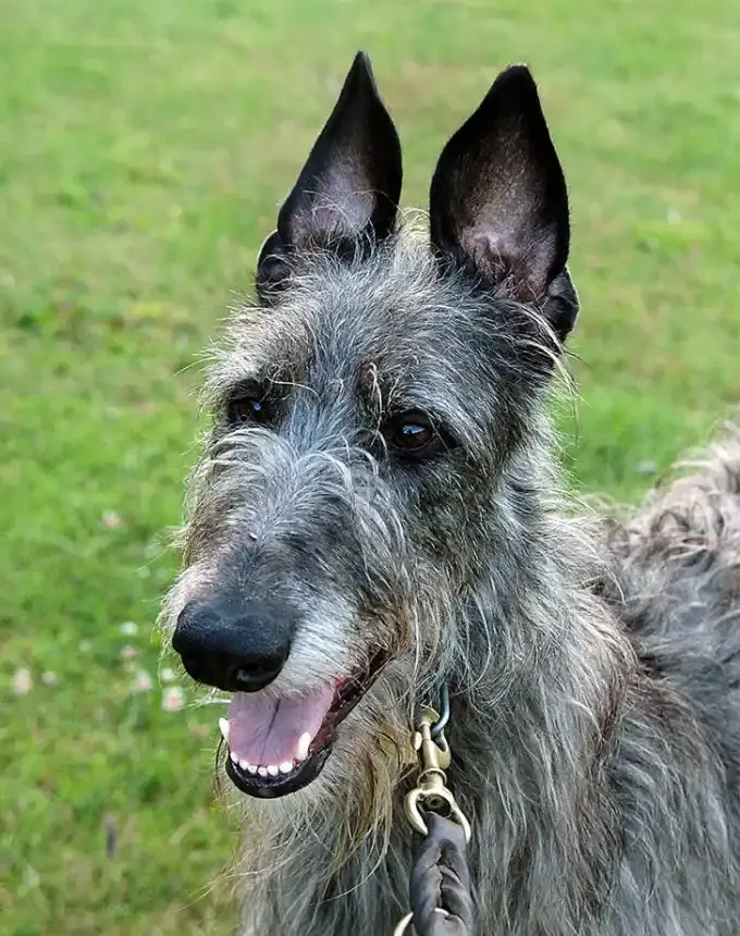 hound dog breeds scottish deerhound' fetchpriority='auto' title='32 Hound Dog Breeds to Love According to the AKC a Dog Trainer and Me a Childhood Hound Sibling