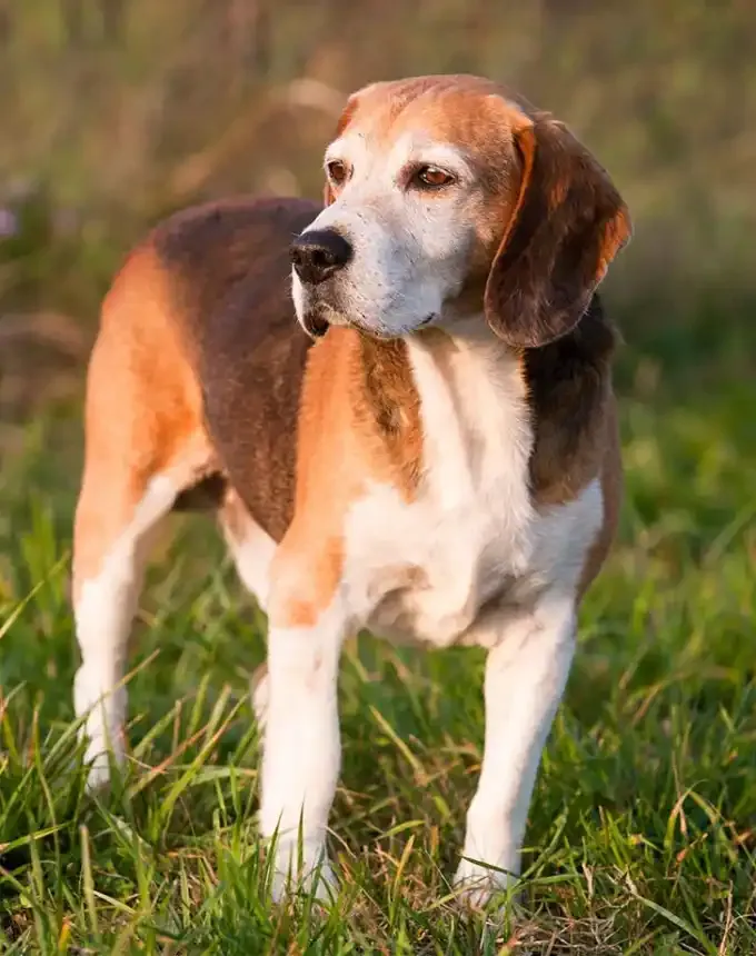 hound dog breeds american foxhound' fetchpriority='auto' title='32 Hound Dog Breeds to Love According to the AKC a Dog Trainer and Me a Childhood Hound Sibling