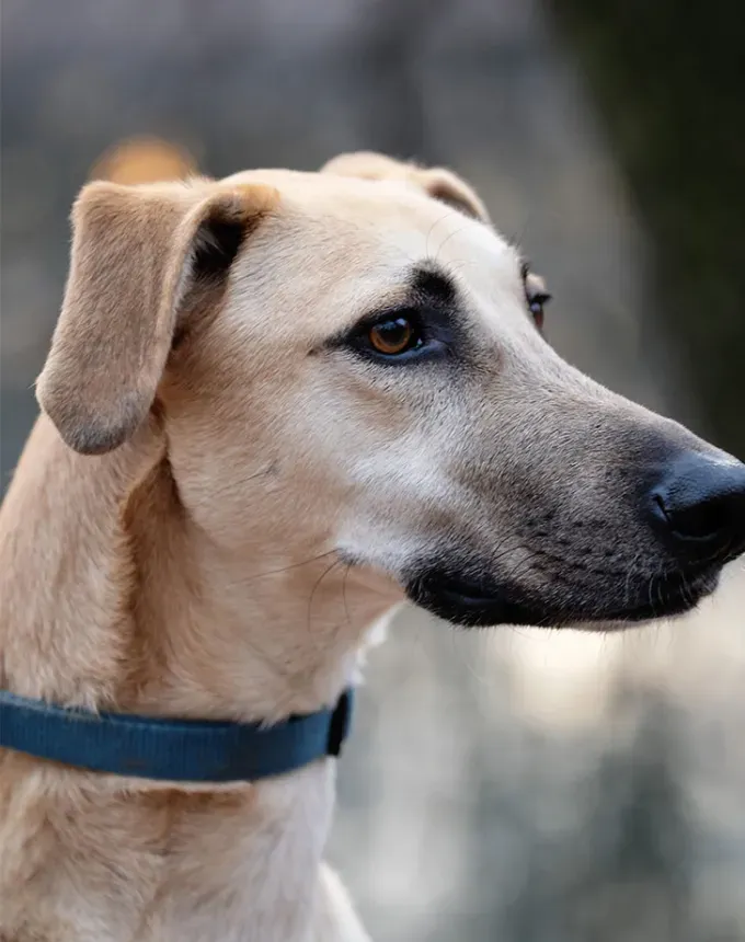 hound dog breeds sloughi' fetchpriority='auto' title='32 Hound Dog Breeds to Love According to the AKC a Dog Trainer and Me a Childhood Hound Sibling