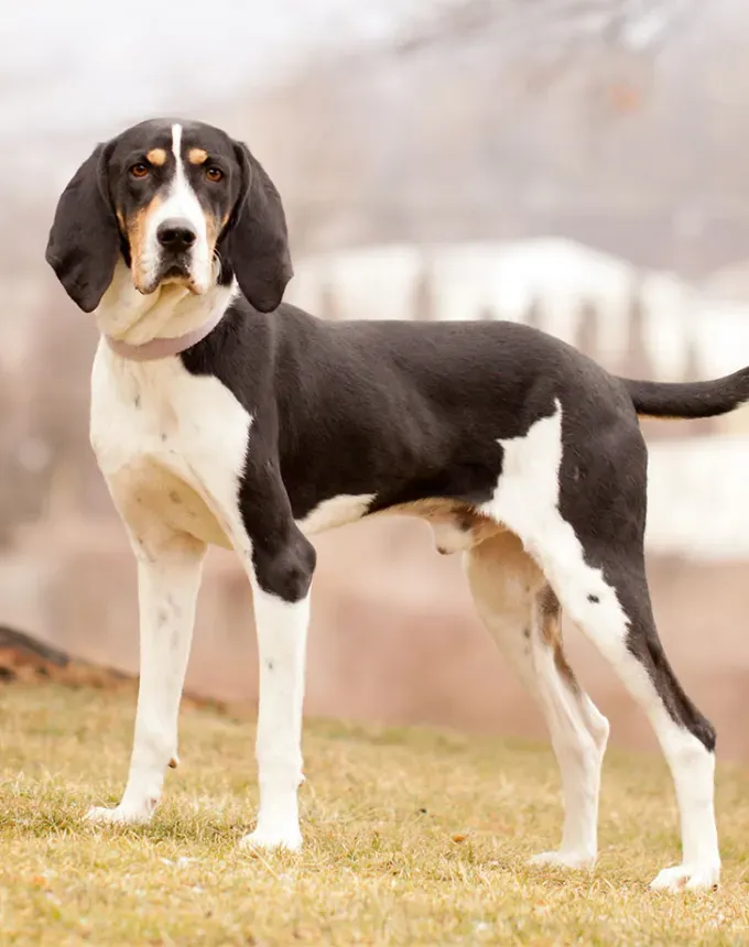 hound dog breeds treeing walker coonhound' fetchpriority='auto' title='32 Hound Dog Breeds to Love According to the AKC a Dog Trainer and Me a Childhood Hound Sibling