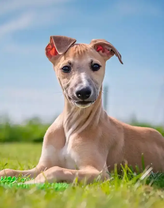 hound dog breeds whippet' fetchpriority='auto' title='32 Hound Dog Breeds to Love According to the AKC a Dog Trainer and Me a Childhood Hound Sibling