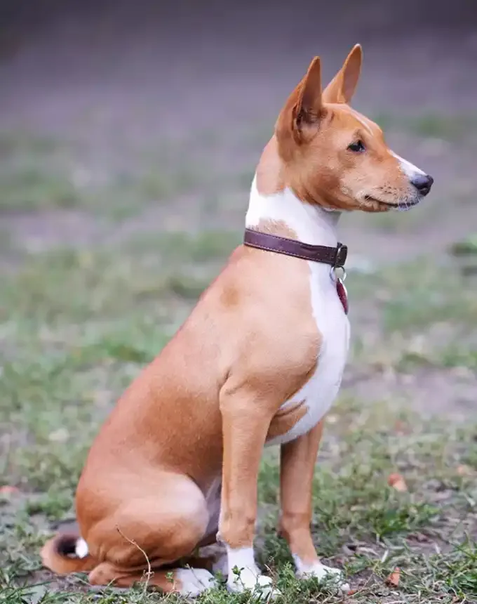 hound dog breeds basenji' fetchpriority='auto' title='32 Hound Dog Breeds to Love According to the AKC a Dog Trainer and Me a Childhood Hound Sibling