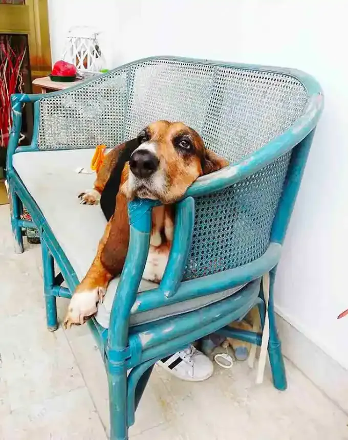 hound dog breeds basset hound' fetchpriority='auto' title='32 Hound Dog Breeds to Love According to the AKC a Dog Trainer and Me a Childhood Hound Sibling