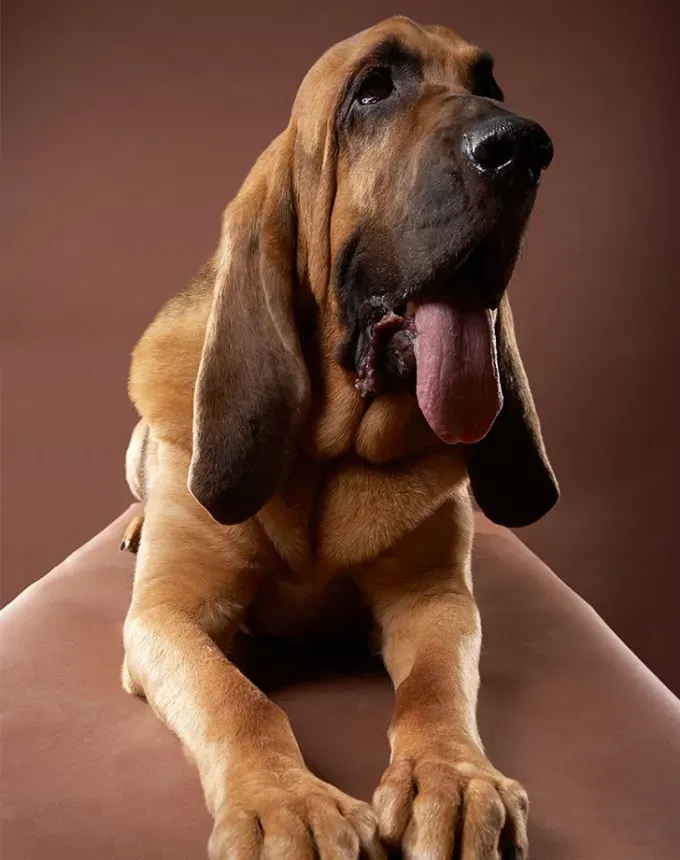 hound dog breeds bloodhound' fetchpriority='auto' title='32 Hound Dog Breeds to Love According to the AKC a Dog Trainer and Me a Childhood Hound Sibling