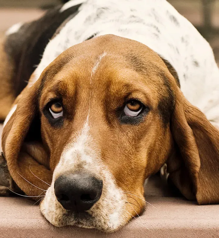 32 Hundehund Rassen zu lieben, laut AKC, einem Hundetrainer und mir, einem Kindheitschwanzgeschwister