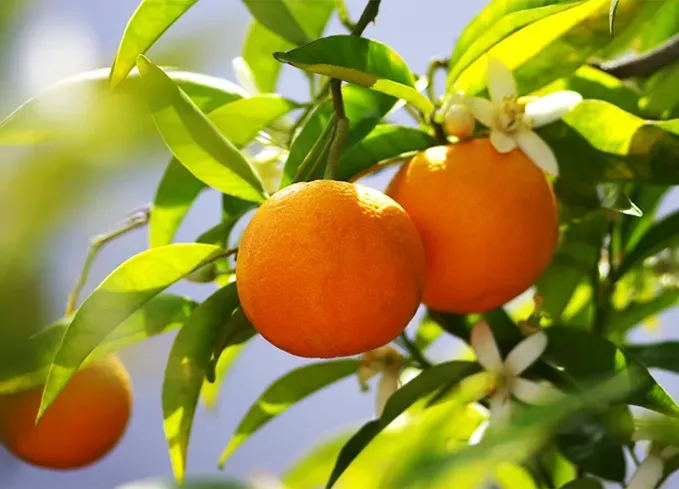 what fruits can dogs eat oranges' fetchpriority='auto' title='What Fruits Can Dogs Eat? Here’s What’s OK and What to Avoid According to Veterinarians