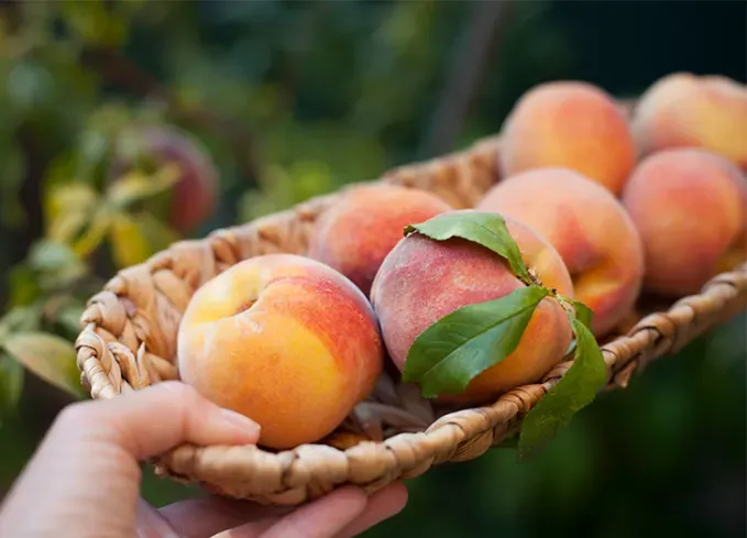 what fruits can dogs eat peaches' fetchpriority='auto' title='What Fruits Can Dogs Eat? Here’s What’s OK and What to Avoid According to Veterinarians