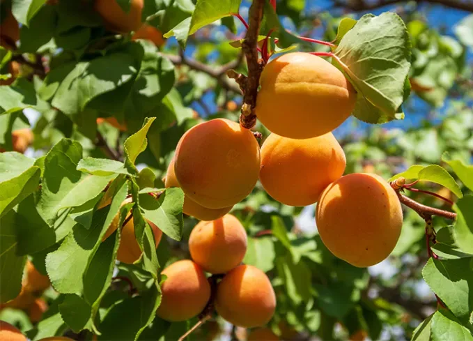 what fruits can dogs eat apricots' fetchpriority='auto' title='What Fruits Can Dogs Eat? Here’s What’s OK and What to Avoid According to Veterinarians