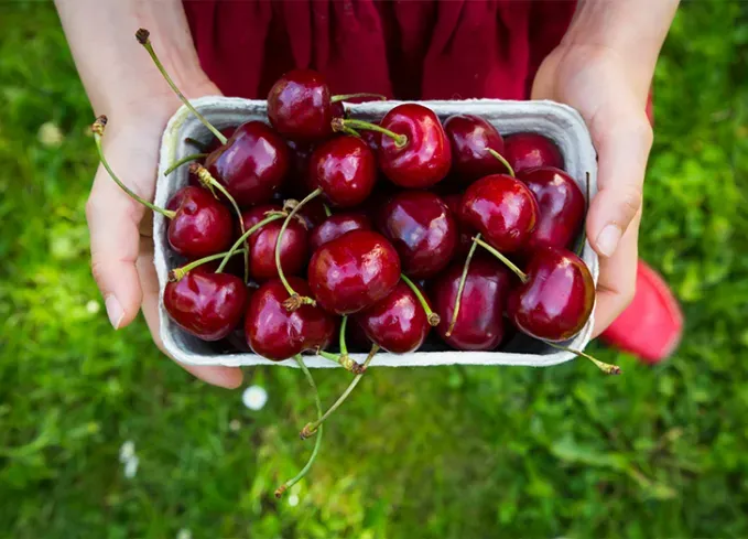 what fruits can dogs eat cherries' fetchpriority='auto' title='What Fruits Can Dogs Eat? Here’s What’s OK and What to Avoid According to Veterinarians