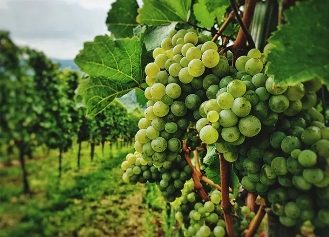 what fruits can dogs eat grapes' fetchpriority='auto' title='What Fruits Can Dogs Eat? Here’s What’s OK and What to Avoid According to Veterinarians