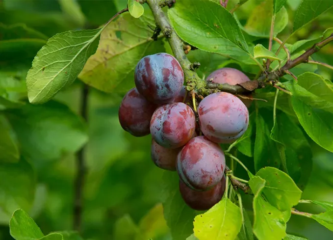 what fruits can dogs eat plums' fetchpriority='auto' title='What Fruits Can Dogs Eat? Here’s What’s OK and What to Avoid According to Veterinarians
