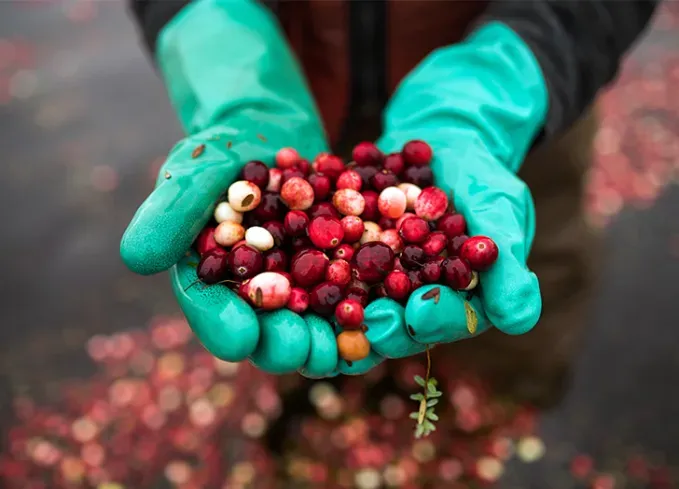 what fruits can dogs eat cranberries' fetchpriority='auto' title='What Fruits Can Dogs Eat? Here’s What’s OK and What to Avoid According to Veterinarians