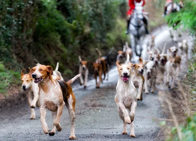 dog breed groups hounds' fetchpriority='auto' title='The 7 Dog Breed Groups Explained (So You Can Know Your Pup’s Secret Powers)