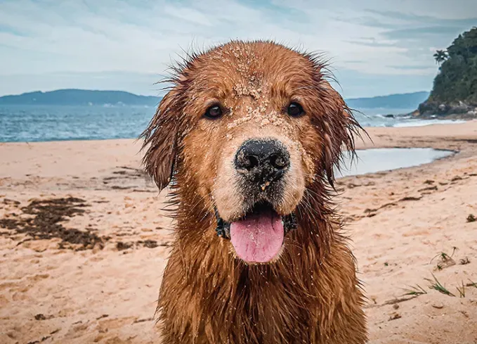 dog breed groups sporting dogs' fetchpriority='auto' title='The 7 Dog Breed Groups Explained (So You Can Know Your Pup’s Secret Powers)