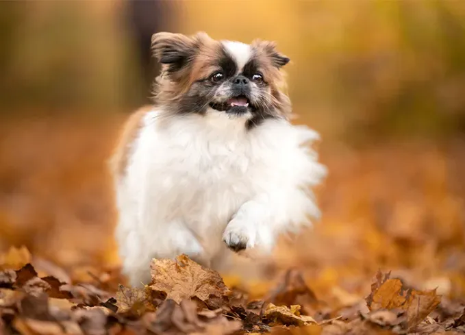 dog breed groups toy dogs' fetchpriority='auto' title='The 7 Dog Breed Groups Explained (So You Can Know Your Pup’s Secret Powers)