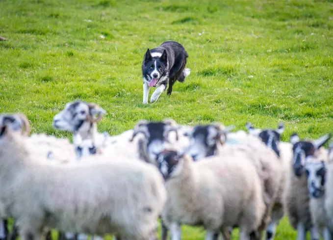 7 koiranroturyhmää, selitetty (niin voit tietää pentusi salaiset voimat)