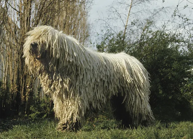 long haired dog breeds komondor' fetchpriority='auto' title='20 Long-Haired Dog Breeds That Give Rapunzel a Run for Her Money