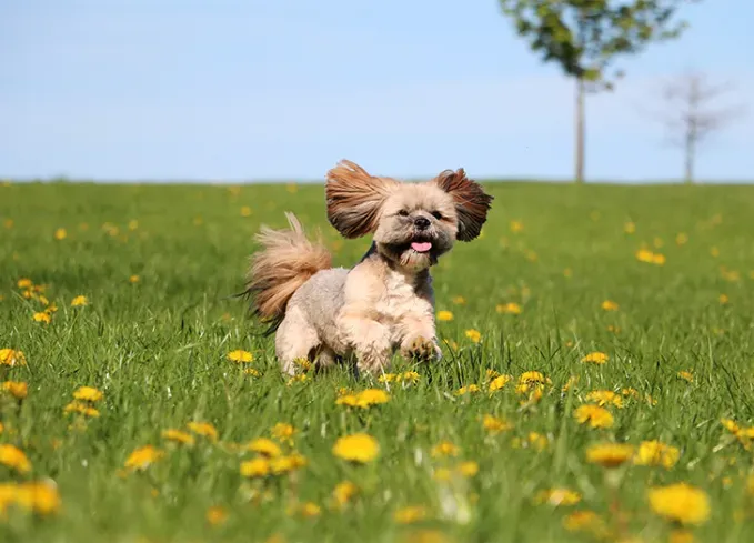 long haired dog breeds lhasa apso' fetchpriority='auto' title='20 Long-Haired Dog Breeds That Give Rapunzel a Run for Her Money