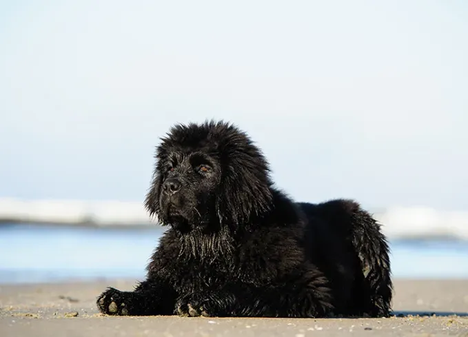 long haired dog breeds newfoundland' fetchpriority='auto' title='20 Long-Haired Dog Breeds That Give Rapunzel a Run for Her Money