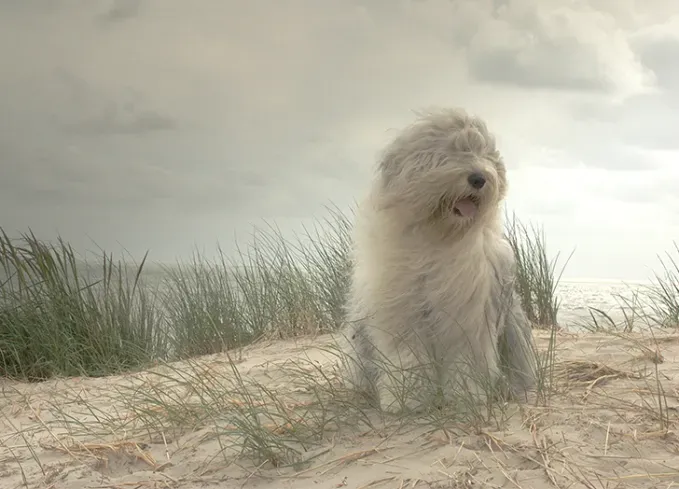 long haired dog breeds old english sheepdog' fetchpriority='auto' title='20 Long-Haired Dog Breeds That Give Rapunzel a Run for Her Money