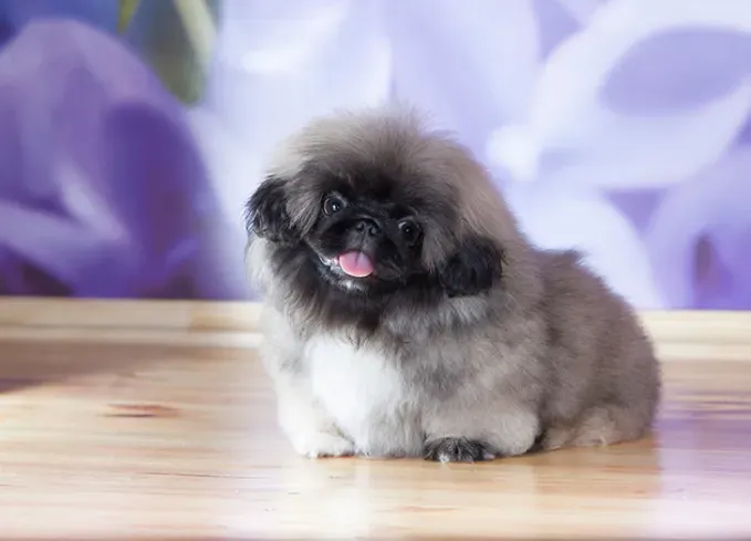 long haired dog breeds pekingese' fetchpriority='auto' title='20 Long-Haired Dog Breeds That Give Rapunzel a Run for Her Money