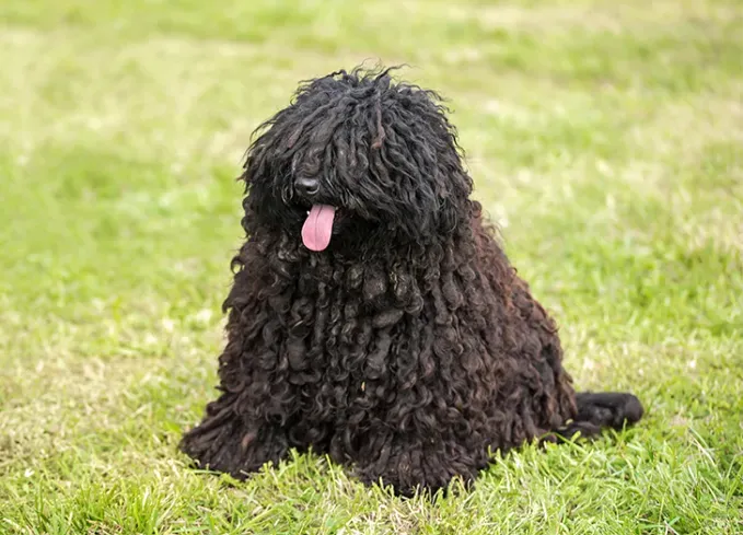 long haired dog breeds puli' fetchpriority='auto' title='20 Long-Haired Dog Breeds That Give Rapunzel a Run for Her Money
